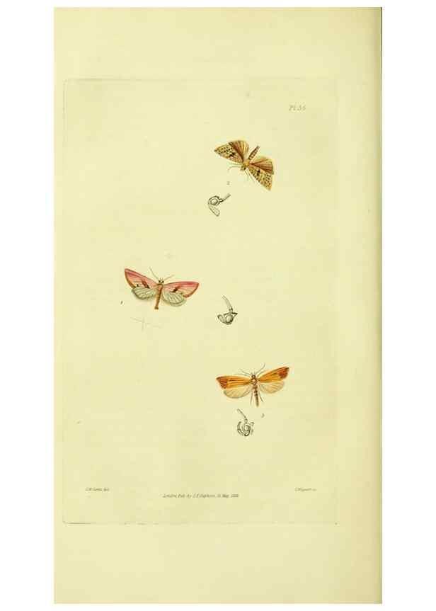 Reproducción/Reproduction 49745638383: Illustrations of British entomology;. London:Printed for the author; published by Baldwin and Cradock,1828-1835.. 