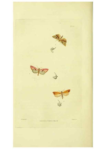 Reproducción/Reproduction 49745638383: Illustrations of British entomology;. London:Printed for the author; published by Baldwin and Cradock,1828-1835.. 