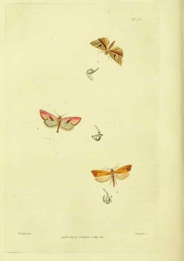 Reproducción/Reproduction 49745638383: Illustrations of British entomology;. London:Printed for the author; published by Baldwin and Cradock,1828-1835.. 