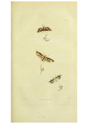 Reproducción/Reproduction 49745638608: Illustrations of British entomology;. London:Printed for the author; published by Baldwin and Cradock,1828-1835.. 