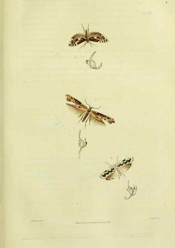 Reproducción/Reproduction 49745638608: Illustrations of British entomology;. London:Printed for the author; published by Baldwin and Cradock,1828-1835.. 