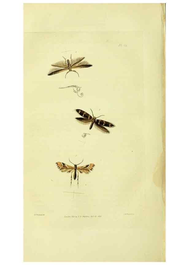 Reproducción/Reproduction 49746178036: Illustrations of British entomology;. London:Printed for the author; published by Baldwin and Cradock,1828-1835.. 