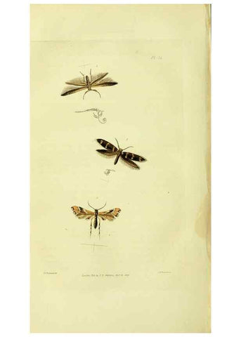 Reproducción/Reproduction 49746178036: Illustrations of British entomology;. London:Printed for the author; published by Baldwin and Cradock,1828-1835.. 