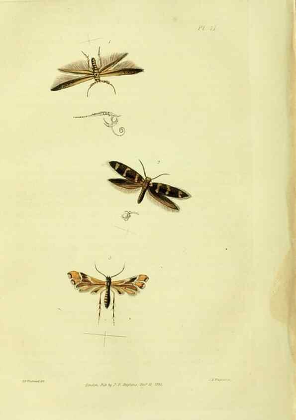 Reproducción/Reproduction 49746178036: Illustrations of British entomology;. London:Printed for the author; published by Baldwin and Cradock,1828-1835.. 