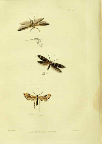 Reproducción/Reproduction 49746178036: Illustrations of British entomology;. London:Printed for the author; published by Baldwin and Cradock,1828-1835.. 