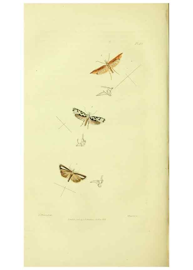 Reproducción/Reproduction 49746178176: Illustrations of British entomology;. London:Printed for the author; published by Baldwin and Cradock,1828-1835.. 