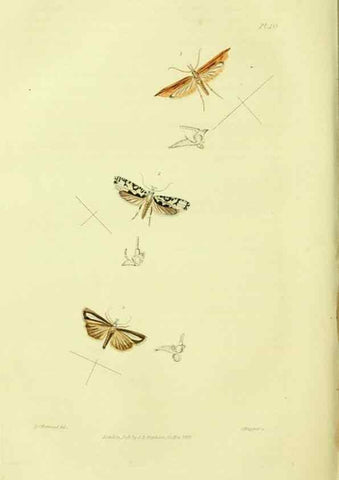 Reproducción/Reproduction 49746178176: Illustrations of British entomology;. London:Printed for the author; published by Baldwin and Cradock,1828-1835.. 