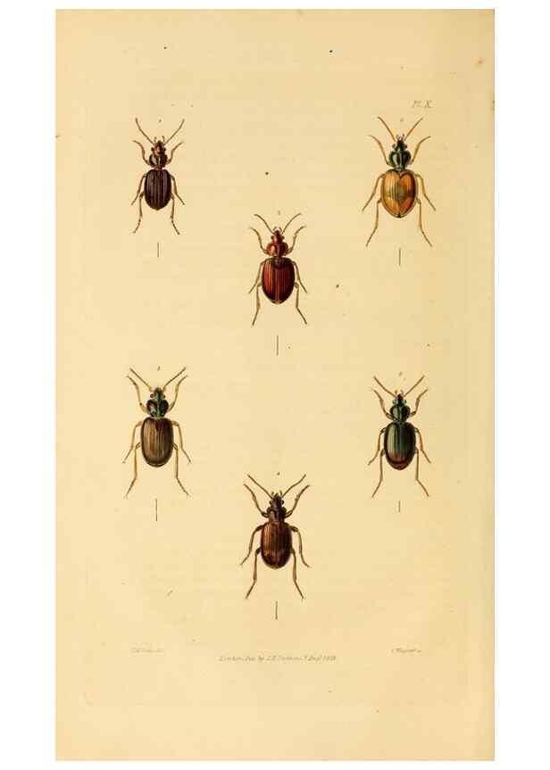 Reproducción/Reproduction 49745817533: Illustrations of British entomology;. London:Printed for the author; published by Baldwin and Cradock,1828-1835.. 