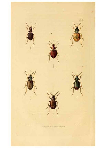 Reproducción/Reproduction 49745817533: Illustrations of British entomology;. London:Printed for the author; published by Baldwin and Cradock,1828-1835.. 