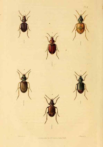 Reproducción/Reproduction 49745817533: Illustrations of British entomology;. London:Printed for the author; published by Baldwin and Cradock,1828-1835.. 