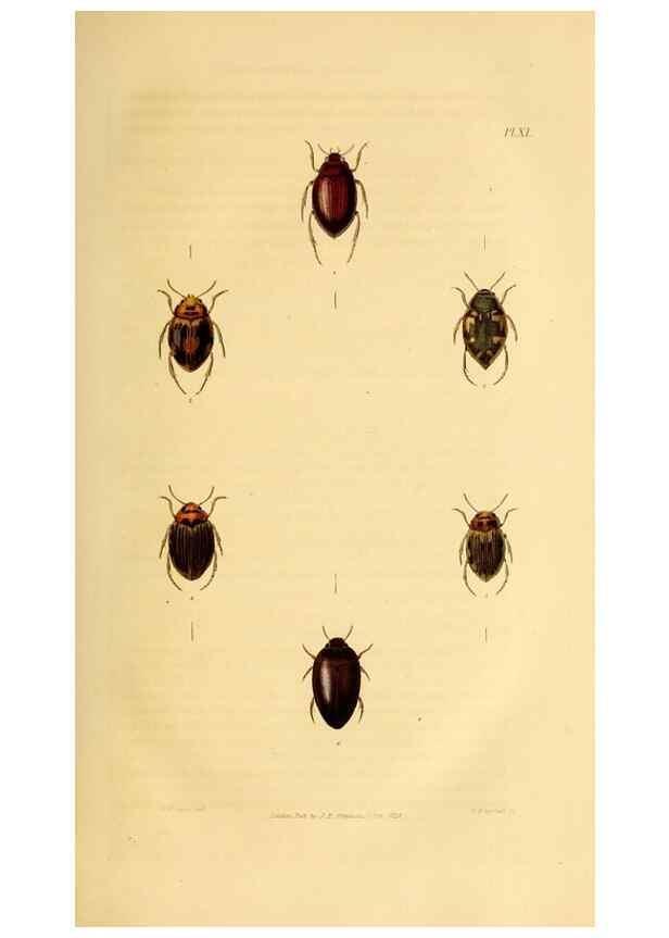 Reproducción/Reproduction 49746687392: Illustrations of British entomology;. London:Printed for the author; published by Baldwin and Cradock,1828-1835.. 