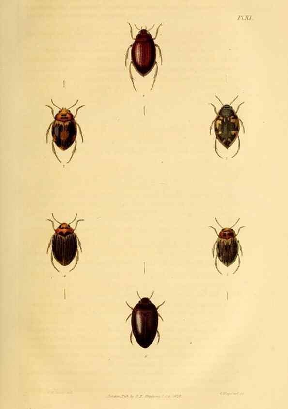 Reproducción/Reproduction 49746687392: Illustrations of British entomology;. London:Printed for the author; published by Baldwin and Cradock,1828-1835.. 