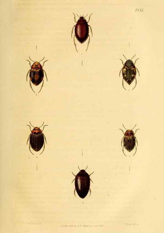 Reproducción/Reproduction 49746687392: Illustrations of British entomology;. London:Printed for the author; published by Baldwin and Cradock,1828-1835.. 