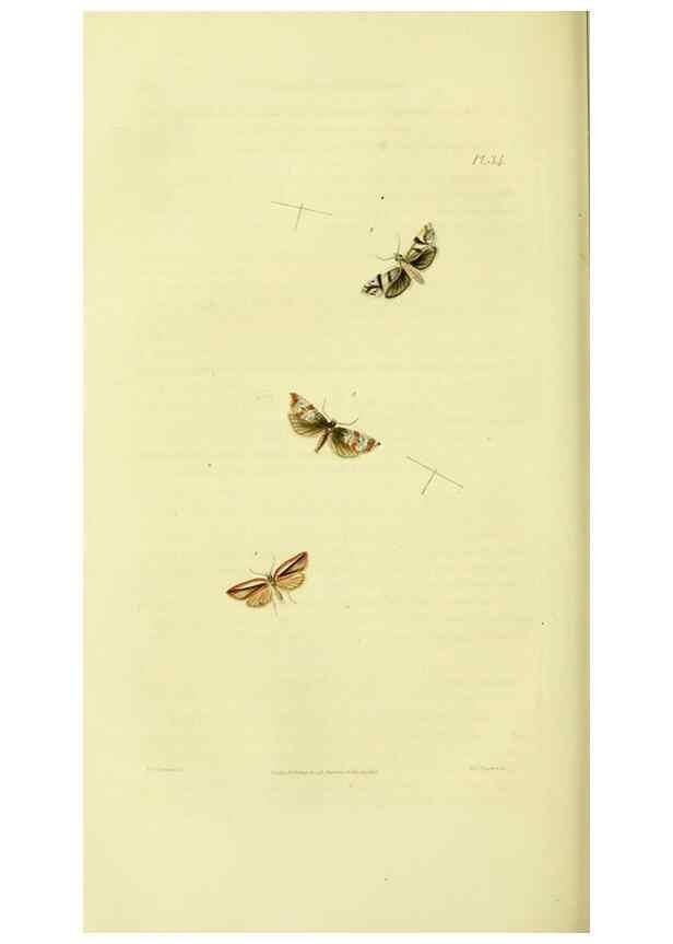 Reproducción/Reproduction 49745638003: Illustrations of British entomology;. London:Printed for the author; published by Baldwin and Cradock,1828-1835.. 