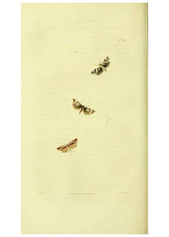 Reproducción/Reproduction 49745638003: Illustrations of British entomology;. London:Printed for the author; published by Baldwin and Cradock,1828-1835.. 