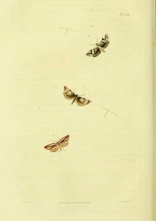 Reproducción/Reproduction 49745638003: Illustrations of British entomology;. London:Printed for the author; published by Baldwin and Cradock,1828-1835.. 