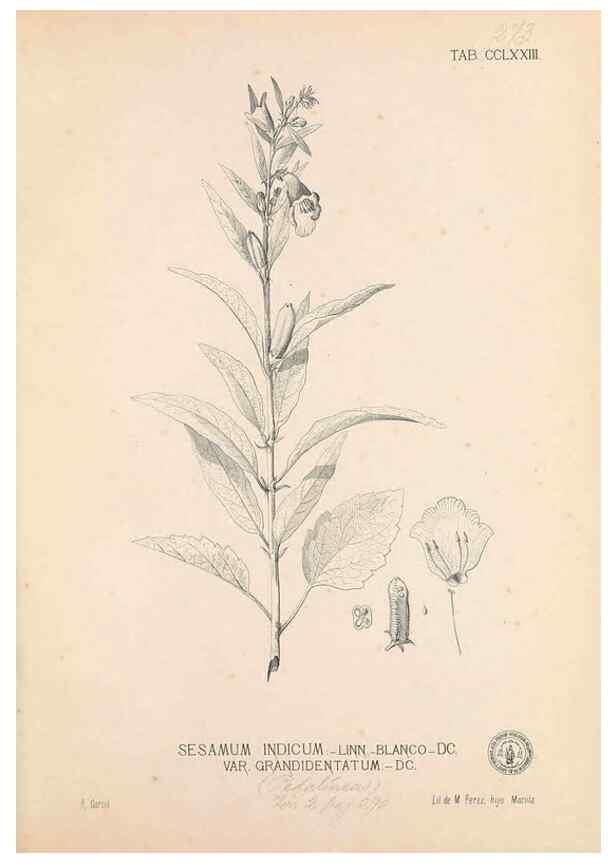 Reproducción/Reproduction 49747514477: Flora de Filipinas,. Manila,Estab. tip. de Plana y ca.,1877-83.. 