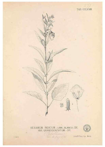 Reproducción/Reproduction 49747514477: Flora de Filipinas,. Manila,Estab. tip. de Plana y ca.,1877-83.. 