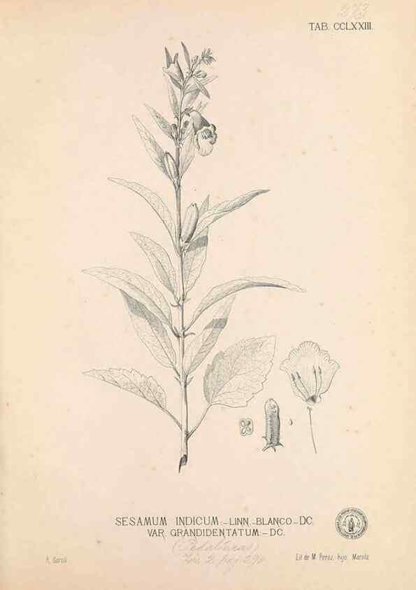 Reproducción/Reproduction 49747514477: Flora de Filipinas,. Manila,Estab. tip. de Plana y ca.,1877-83.. 