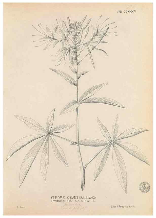 Reproducción/Reproduction 49747503837: Flora de Filipinas,. Manila,Estab. tip. de Plana y ca.,1877-83.. 