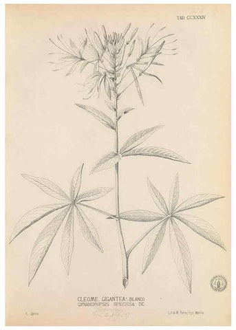 Reproducción/Reproduction 49747503837: Flora de Filipinas,. Manila,Estab. tip. de Plana y ca.,1877-83.. 