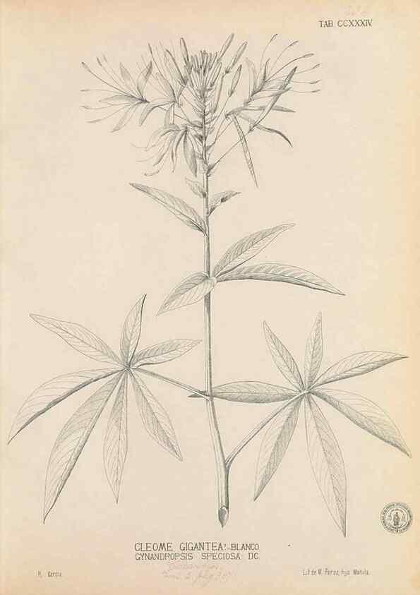 Reproducción/Reproduction 49747503837: Flora de Filipinas,. Manila,Estab. tip. de Plana y ca.,1877-83.. 