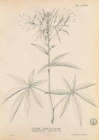 Reproducción/Reproduction 49747503837: Flora de Filipinas,. Manila,Estab. tip. de Plana y ca.,1877-83.. 