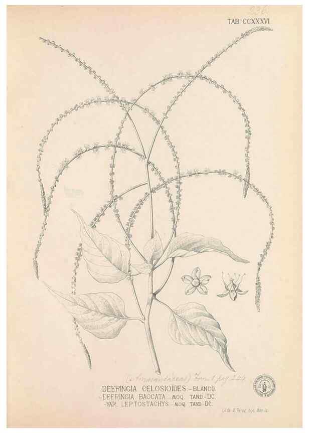 Reproducción/Reproduction 49747504427: Flora de Filipinas,. Manila,Estab. tip. de Plana y ca.,1877-83.. 