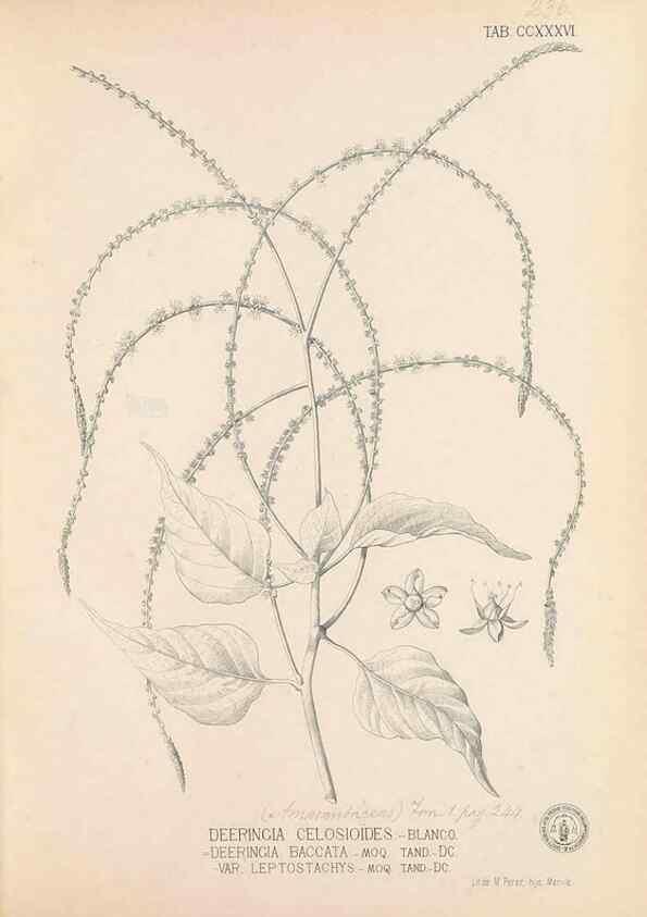 Reproducción/Reproduction 49747504427: Flora de Filipinas,. Manila,Estab. tip. de Plana y ca.,1877-83.. 