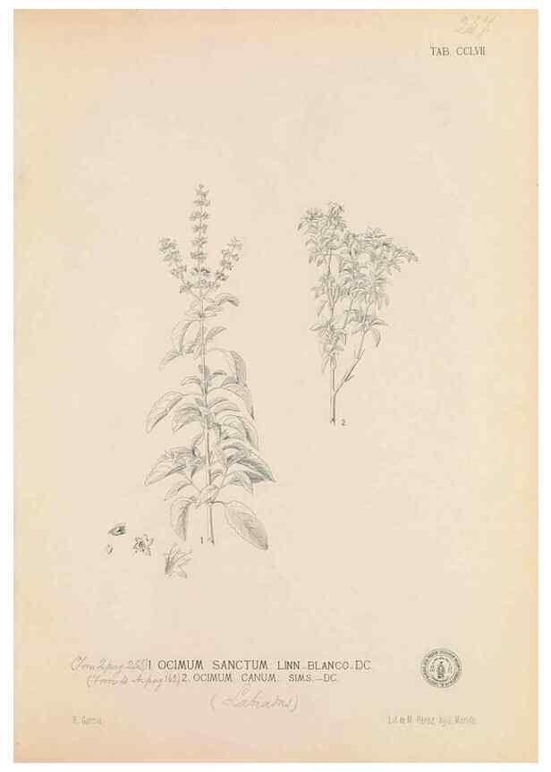 Reproducción/Reproduction 49747182571: Flora de Filipinas,. Manila,Estab. tip. de Plana y ca.,1877-83.. 