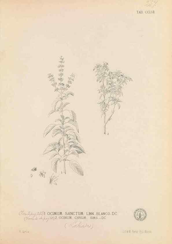Reproducción/Reproduction 49747182571: Flora de Filipinas,. Manila,Estab. tip. de Plana y ca.,1877-83.. 