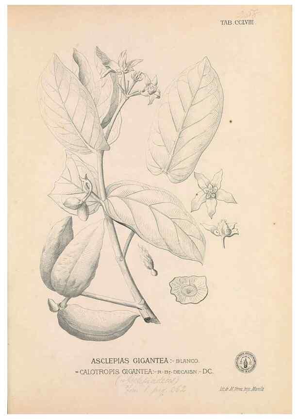 Reproducción/Reproduction 49747510657: Flora de Filipinas,. Manila,Estab. tip. de Plana y ca.,1877-83.. 