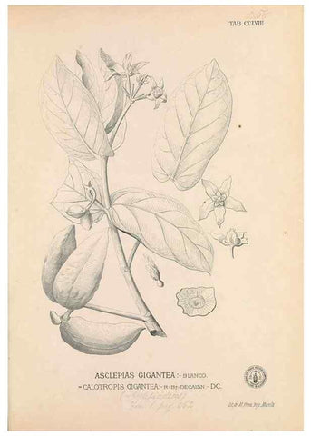 Reproducción/Reproduction 49747510657: Flora de Filipinas,. Manila,Estab. tip. de Plana y ca.,1877-83.. 