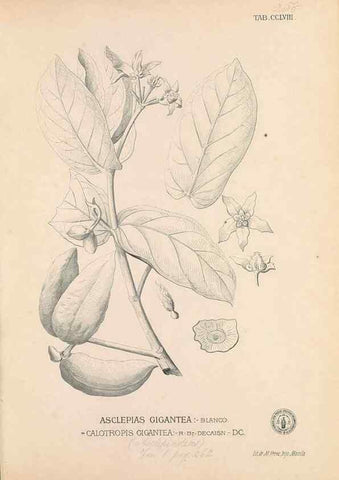 Reproducción/Reproduction 49747510657: Flora de Filipinas,. Manila,Estab. tip. de Plana y ca.,1877-83.. 