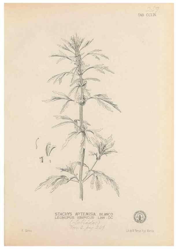 Reproducción/Reproduction 49747183131: Flora de Filipinas,. Manila,Estab. tip. de Plana y ca.,1877-83.. 