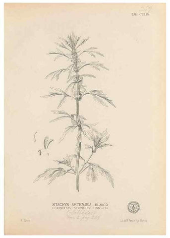 Reproducción/Reproduction 49747183131: Flora de Filipinas,. Manila,Estab. tip. de Plana y ca.,1877-83.. 