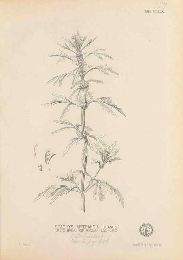 Reproducción/Reproduction 49747183131: Flora de Filipinas,. Manila,Estab. tip. de Plana y ca.,1877-83.. 