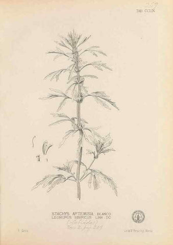 Reproducción/Reproduction 49747183131: Flora de Filipinas,. Manila,Estab. tip. de Plana y ca.,1877-83.. 