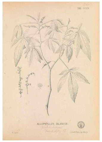 Reproducción/Reproduction 49746642063: Flora de Filipinas,. Manila,Estab. tip. de Plana y ca.,1877-83.. 