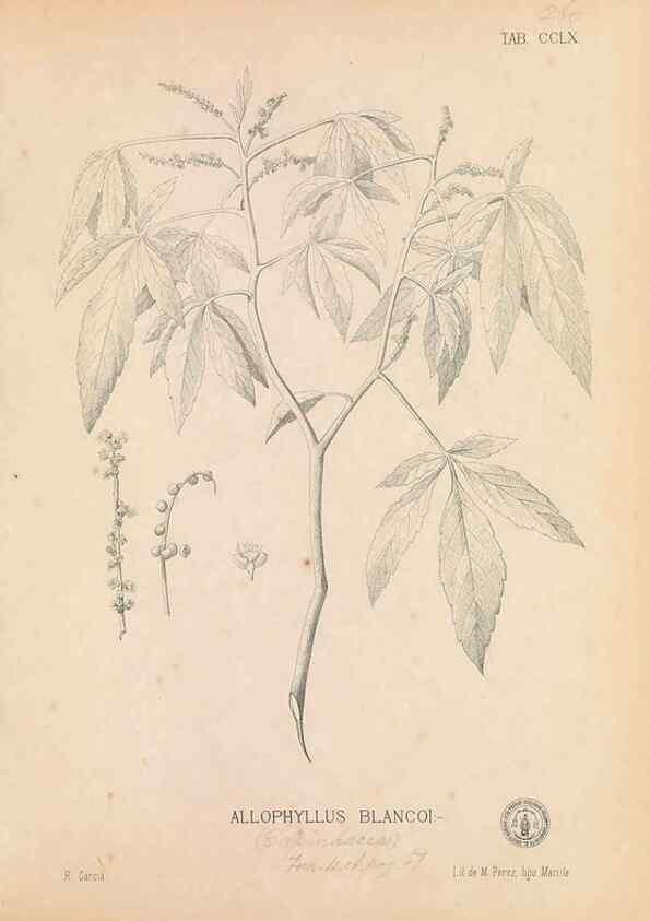 Reproducción/Reproduction 49746642063: Flora de Filipinas,. Manila,Estab. tip. de Plana y ca.,1877-83.. 