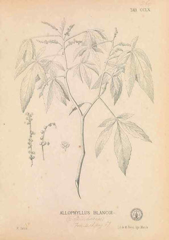 Reproducción/Reproduction 49746642063: Flora de Filipinas,. Manila,Estab. tip. de Plana y ca.,1877-83.. 