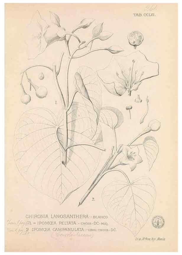 Reproducción/Reproduction 49747511447: Flora de Filipinas,. Manila,Estab. tip. de Plana y ca.,1877-83.. 