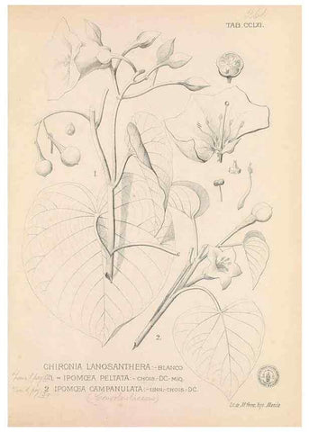 Reproducción/Reproduction 49747511447: Flora de Filipinas,. Manila,Estab. tip. de Plana y ca.,1877-83.. 