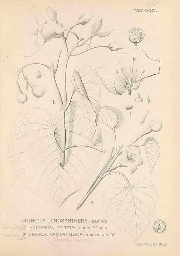 Reproducción/Reproduction 49747511447: Flora de Filipinas,. Manila,Estab. tip. de Plana y ca.,1877-83.. 