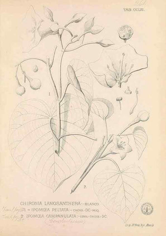 Reproducción/Reproduction 49747511447: Flora de Filipinas,. Manila,Estab. tip. de Plana y ca.,1877-83.. 