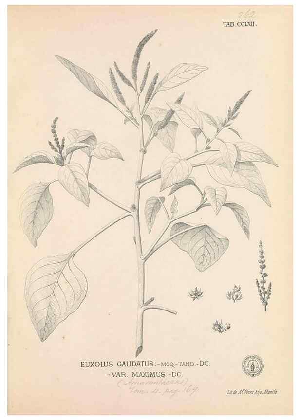 Reproducción/Reproduction 49746642658: Flora de Filipinas,. Manila,Estab. tip. de Plana y ca.,1877-83.. 