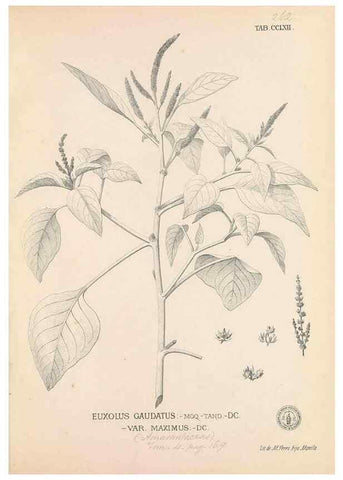 Reproducción/Reproduction 49746642658: Flora de Filipinas,. Manila,Estab. tip. de Plana y ca.,1877-83.. 