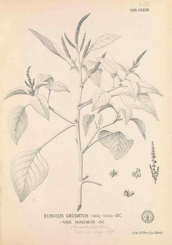 Reproducción/Reproduction 49746642658: Flora de Filipinas,. Manila,Estab. tip. de Plana y ca.,1877-83.. 