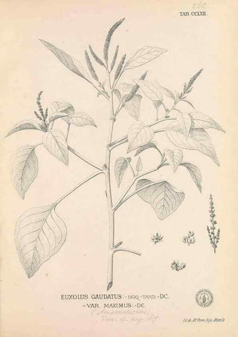 Reproducción/Reproduction 49746642658: Flora de Filipinas,. Manila,Estab. tip. de Plana y ca.,1877-83.. 