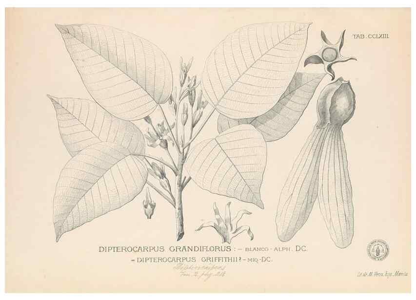 Reproducción/Reproduction 49747511972: Flora de Filipinas,. Manila,Estab. tip. de Plana y ca.,1877-83.. 